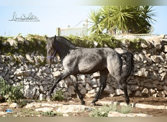 Murgese, Hengst, 2 Jahre, 156 cm, Roan-Blue