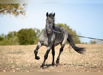 Murgese, Hengst, 2 Jahre, 156 cm, Roan-Blue