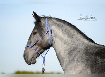 Murgese, Hengst, 2 Jahre, 156 cm, Roan-Blue