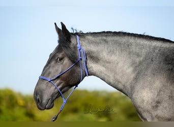 Murgese, Hengst, 2 Jahre, 156 cm, Roan-Blue
