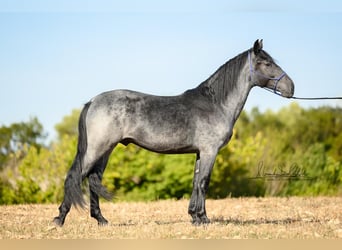 Murgese, Hengst, 2 Jahre, 156 cm, Roan-Blue