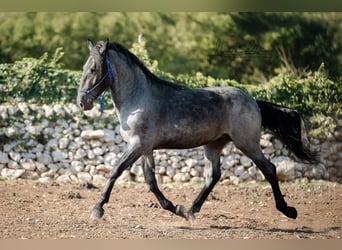 Murgese, Hengst, 2 Jahre, 156 cm, Roan-Blue