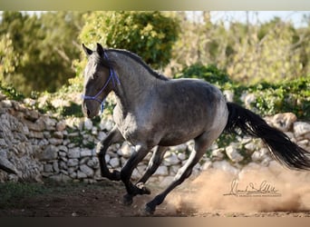 Murgese, Hengst, 2 Jahre, 156 cm, Roan-Blue