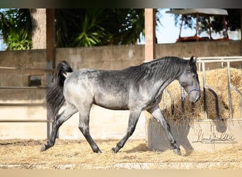 Murgese, Hengst, 2 Jahre, 156 cm, Roan-Blue