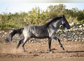 Murgese, Hengst, 2 Jahre, 156 cm, Roan-Blue