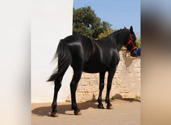 Murgese, Hengst, 2 Jahre, 157 cm, Rappe