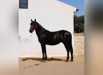 Murgese, Hengst, 2 Jahre, 157 cm, Rappe