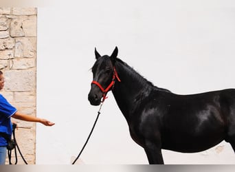 Murgese, Hengst, 2 Jahre, 157 cm, Rappe