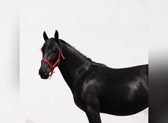 Murgese, Hengst, 2 Jahre, 157 cm, Rappe