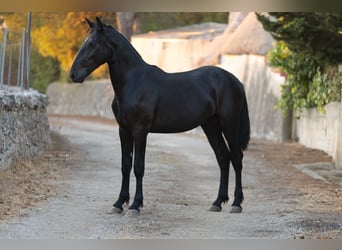 Murgese, Hengst, 2 Jahre, 157 cm, Rappe