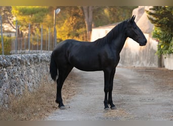 Murgese, Hengst, 2 Jahre, 157 cm, Rappe