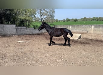 Murgese, Hengst, 2 Jahre, 157 cm, Rappe