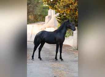 Murgese, Hengst, 2 Jahre, 157 cm, Rappe