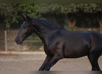 Murgese, Hengst, 2 Jahre, 157 cm, Rappe