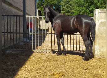 Murgese, Hengst, 2 Jahre, 157 cm, Rappe