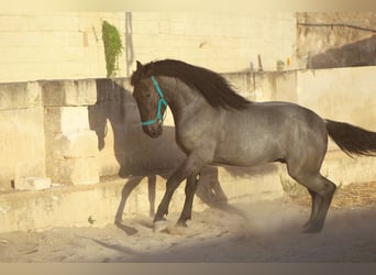 Murgese, Hengst, 2 Jahre, 160 cm