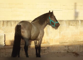 Murgese, Hengst, 2 Jahre, 160 cm