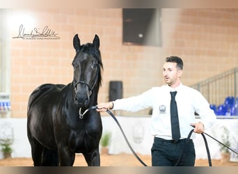 Murgese, Hengst, 2 Jahre, 160 cm, Rappe