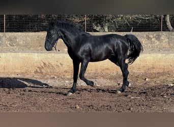 Murgese, Hengst, 2 Jahre, 160 cm, Rappe