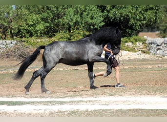 Murgese, Hengst, 2 Jahre, 160 cm, Roan-Blue
