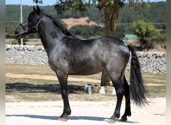 Murgese, Hengst, 2 Jahre, 160 cm, Roan-Blue