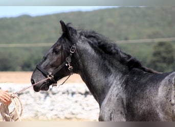 Murgese, Hengst, 2 Jahre, 160 cm, Roan-Blue