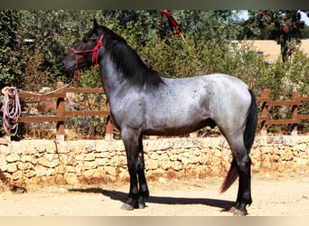 Murgese, Hengst, 2 Jahre, 160 cm, Roan-Blue
