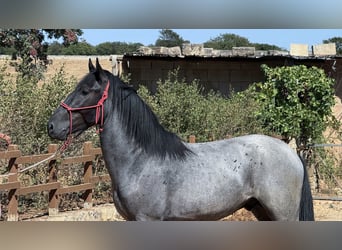 Murgese, Hengst, 2 Jahre, 160 cm, Roan-Blue