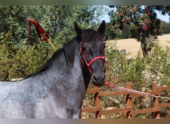 Murgese, Hengst, 2 Jahre, 160 cm, Roan-Blue