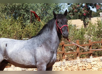 Murgese, Hengst, 2 Jahre, 160 cm, Roan-Blue