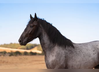 Murgese, Hengst, 2 Jahre, 160 cm, Roan-Blue