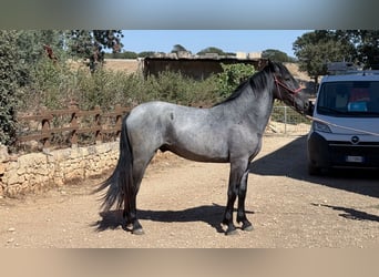 Murgese, Hengst, 2 Jahre, 160 cm, Roan-Blue