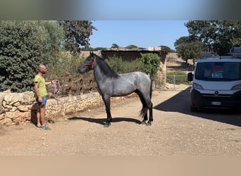 Murgese, Hengst, 2 Jahre, 160 cm, Roan-Blue