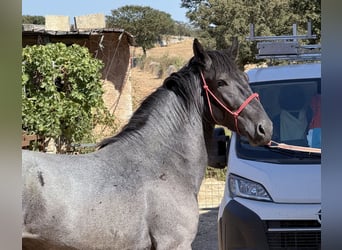 Murgese, Hengst, 2 Jahre, 160 cm, Roan-Blue