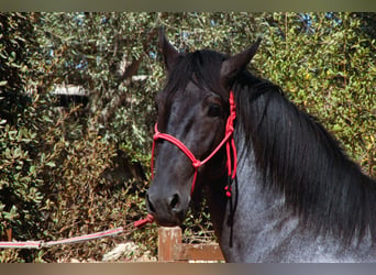 Murgese, Hengst, 2 Jahre, 160 cm, Roan-Blue