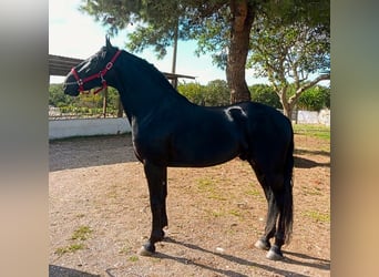 Murgese, Hengst, 2 Jahre, 161 cm, Rappe