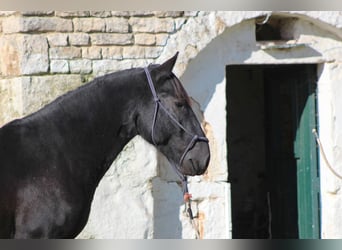 Murgese, Hengst, 2 Jahre, 161 cm, Rappe