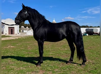 Murgese, Hengst, 2 Jahre, 163 cm, Rappe