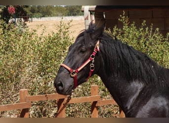 Murgese, Hengst, 2 Jahre, 164 cm, Rappe
