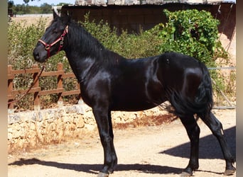 Murgese, Hengst, 2 Jahre, 164 cm, Rappe