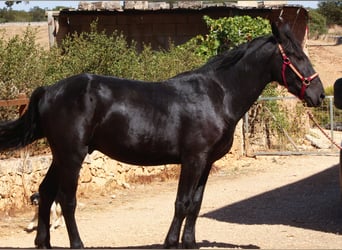Murgese, Hengst, 2 Jahre, 164 cm, Rappe