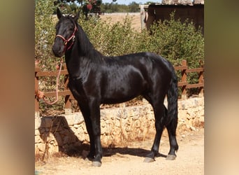 Murgese, Hengst, 2 Jahre, 164 cm, Rappe