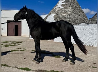 Murgese, Hengst, 2 Jahre, 165 cm, Rappe