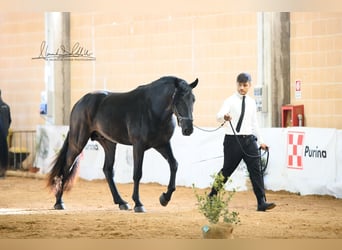 Murgese, Hengst, 2 Jahre, 165 cm, Rappe