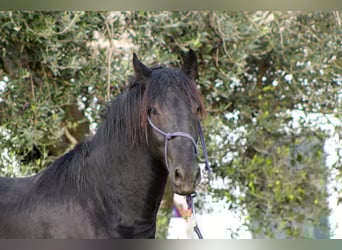 Murgese, Hengst, 2 Jahre, 165 cm, Rappe