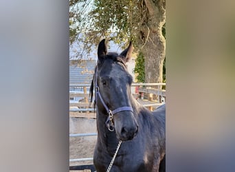 Murgese, Hengst, 2 Jahre, 165 cm, Rappe