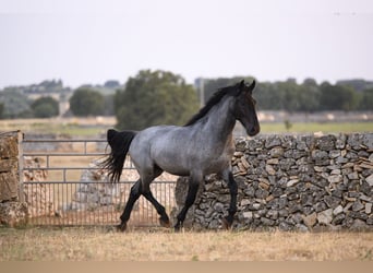 Murgese, Hengst, 2 Jahre, Roan-Blue