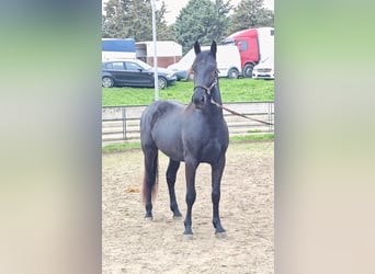 Murgese, Hengst, 3 Jaar, 157 cm, Zwart