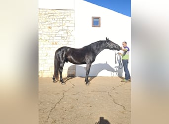 Murgese, Hengst, 3 Jaar, 157 cm, Zwart