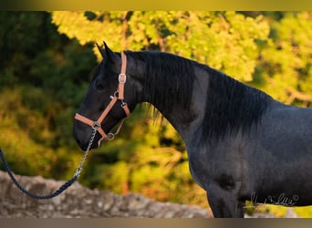 Murgese, Hengst, 3 Jaar, 158 cm, Roan-Blue